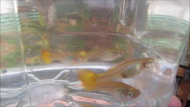 Back To Basics: Return To Breeding ALL-YELLOW Micariff Guppies!