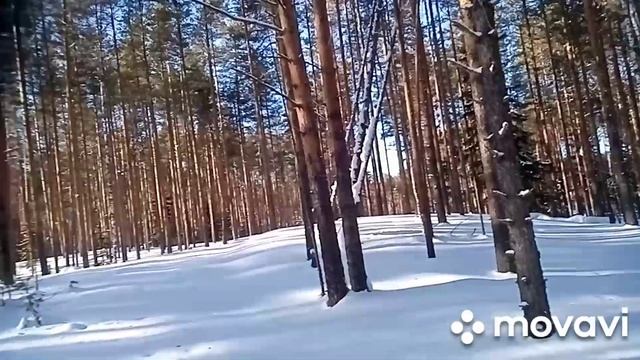 Охота на глухаря 2021. Поиск глухариного тока. 2 способа. смотреть онлайн