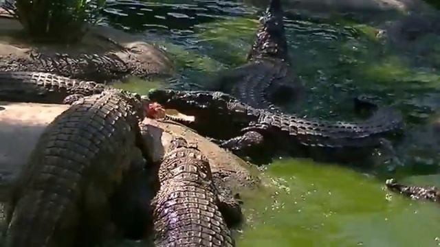Кормление крокодилов смотреть онлайн