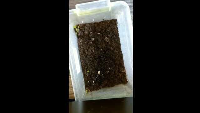 Уборка у ящериц/Как они поживают?!