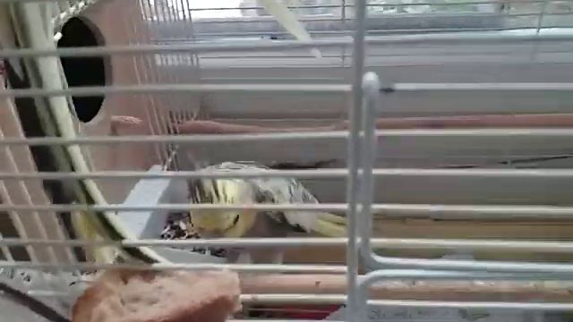 5 ЯИЦ СНЕСЕННЫЕ И ОТСИЖЕННЫЕ ЗРЯ !ОПЯТЬ ПУСТЫЕ ЯЙЦА ПО ВИНЕ КЕШИ! смотреть онлайн