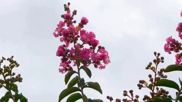Необычные цветы,☝️? пестролистные растения под оболденную музыку.??? смотреть онлайн