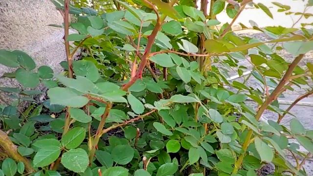 Как избавиться от ТЛИ на розах смотреть онлайн