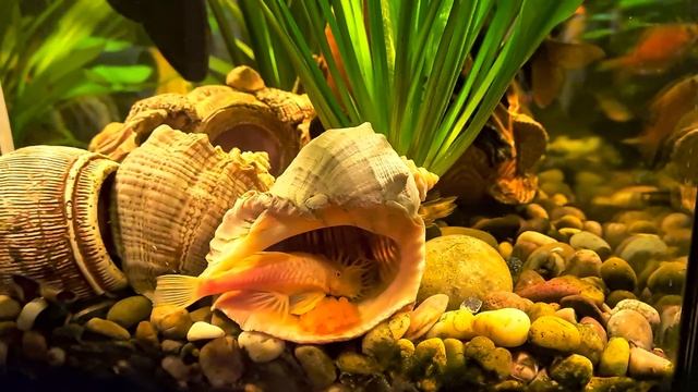 Анциструсы отложили икру в общем аквариуме смотреть онлайн