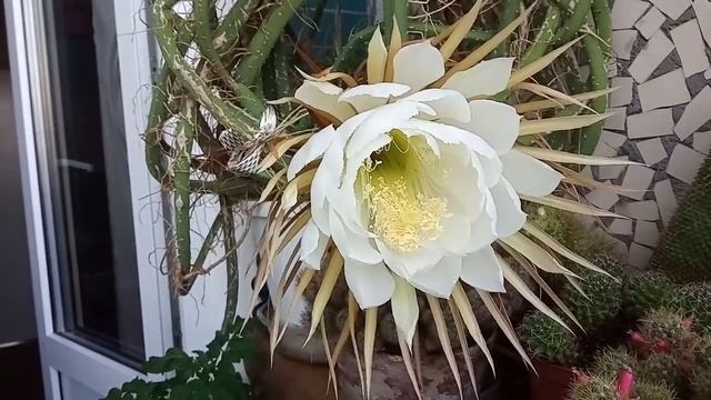 Галина Некрасова "Царица ночи" (МО ВОС Купчино) смотреть онлайн