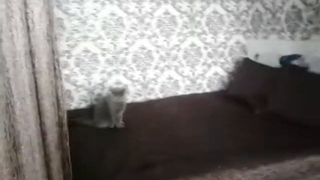 В поисках мышки и краткая экскурсия по нашей квартире