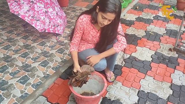 First love plant | red penda | crimson penda | Xanthostemon youngii | malayalam | смотреть онлайн
