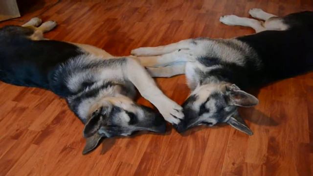 НАШИ ВЕО ВЕОЛАРЫ смотреть онлайн