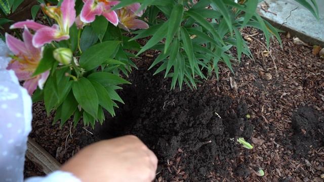 Как добиться шикарного цветения лилий смотреть онлайн