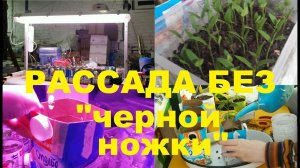 Рассада без «черной ножки«и результаты прошлых экспериментов