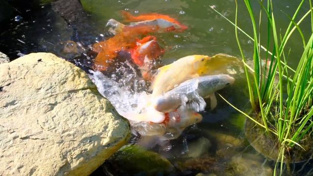 Карпы кои. Нерест в садовом пруду смотреть онлайн