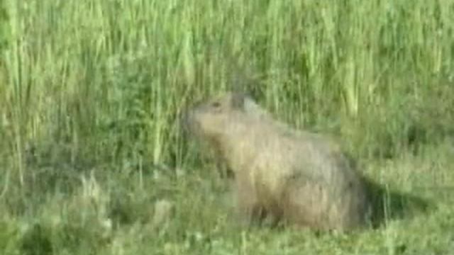 Капибара смотреть онлайн