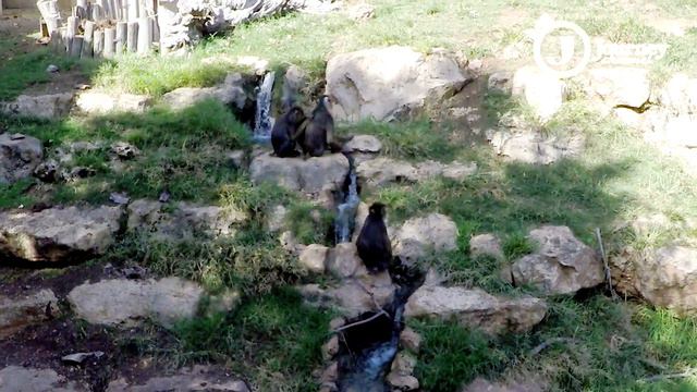 Biblical Zoo, Jerusalem 4K смотреть онлайн