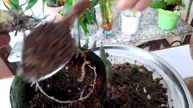 نبات عصاري لسان الثور ، جاستريا                       Succulent  Plant  Gasteria