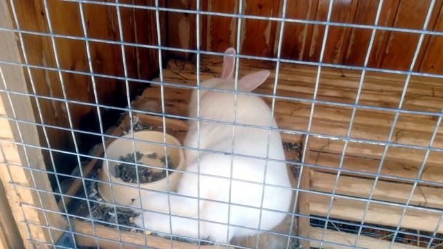 ЛЕРА И СОБАЧКА ГУЛЯЮТ И ВСТРЕЧАЮТ РАЗНЫХ ЖИВОТНЫХ смотреть онлайн