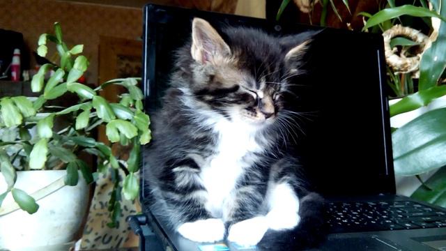 Мейн-кун и ноутбук. Maine Coon and laptop смотреть онлайн