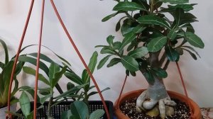 Удобрения для адениумов и уход за ними-по рекомендациям Elen S