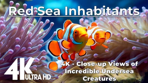 Red Sea Inhabitants 4K - Close-up Views of Incredible Undersea Creatures + Soothing Music