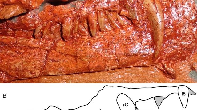 Nochnitsa - The Nocturnal & Most Basal Gorgonopsid смотреть онлайн