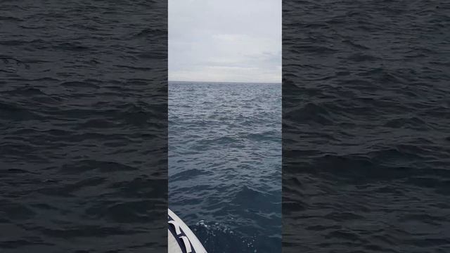 Вываживание тунца 30+ Tuna смотреть онлайн