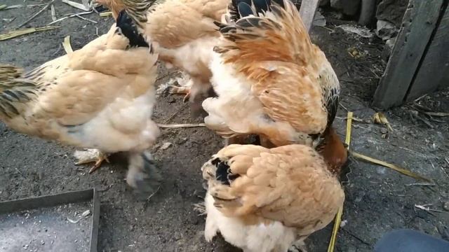 Брама Палевая 01 смотреть онлайн