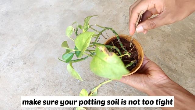 How to revive a dying money plant|Bring your pothos back to life? смотреть онлайн