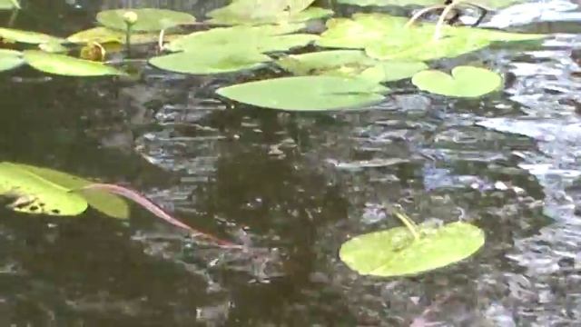 КАК И ГДЕ ЛОВИТЬ КРАСНОПЁРКУ ! смотреть онлайн