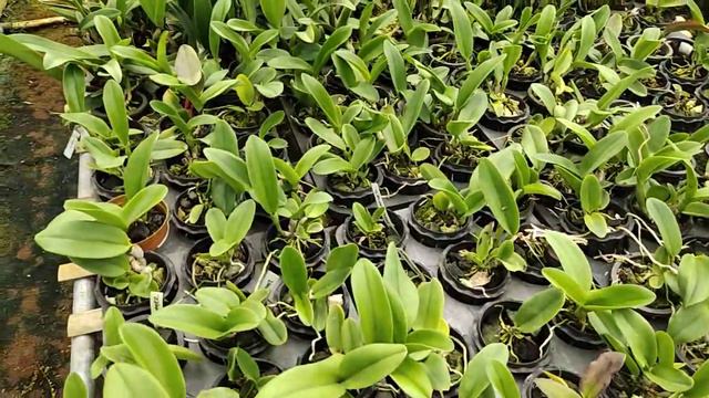 Promo Cattleya Nell Hammer !!! смотреть онлайн