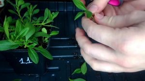 Черенкуем калибрахоа. Хорошая корневая за 2 недели. Будни Петунщика: выпуск 5.