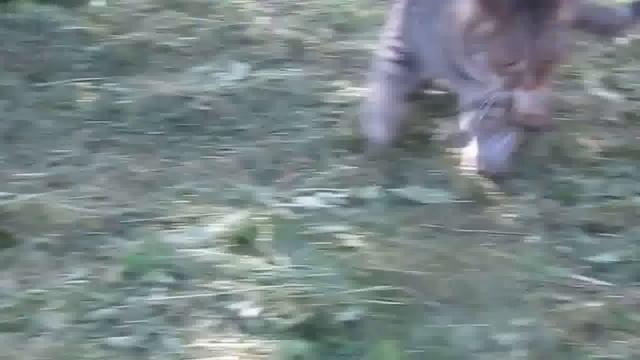 Кот ловит мышь смотреть онлайн