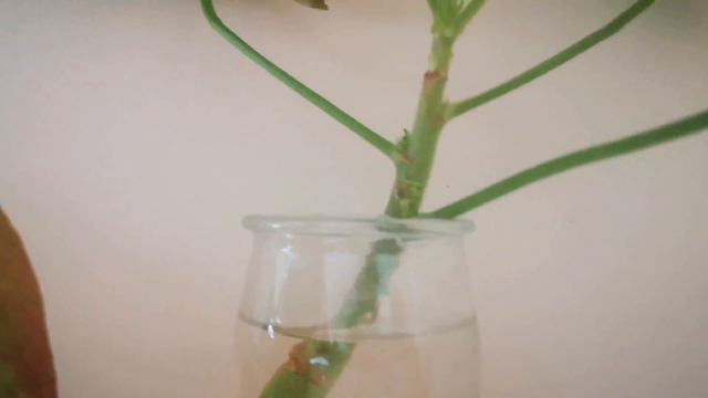 🌼🌿Świeże odszczepki | scindapsus,trzykrota,anginka🌱| LILO🐈 nowy członek rodziny🌸💗 смотреть онлайн