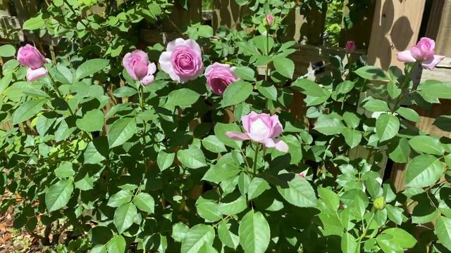 Rose - Violet's Pride смотреть онлайн