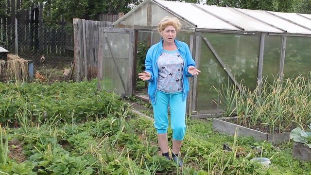 Мульчированию ягод сеном--НЕТ!!! Что случилось с ягодами после дождя...((( смотреть онлайн