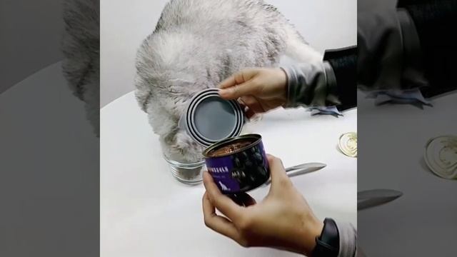 Крышка для кошачьих собачьих консервов мясных рыбных консервной банки для собак щенков кошек котят смотреть онлайн