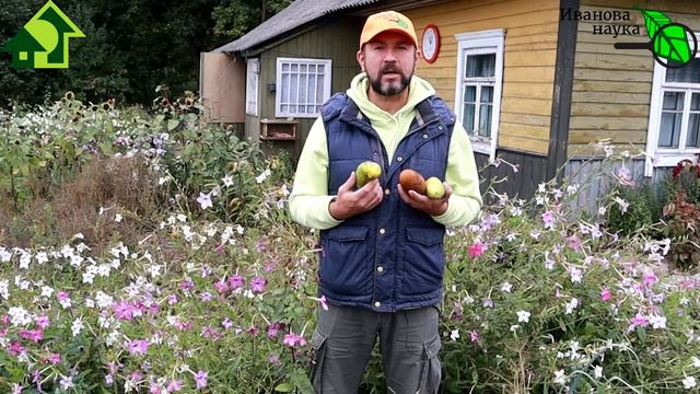ПОСПЕШИЛИ ВЫКИНУТЬ? ЗРЯ! Правда об огурцах-потеряшках! Вот куда надо девать эти огурцы переростки! смотреть онлайн