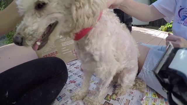 Save Money, Dog Clippers Comparison - Oster and Andis ProClip смотреть онлайн