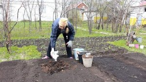Сажаем морковь  что положить в грядку