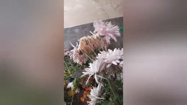 Черенкую хризантему мультифлору. смотреть онлайн