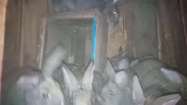 Милые и необычайно красивые кролики смотреть онлайн