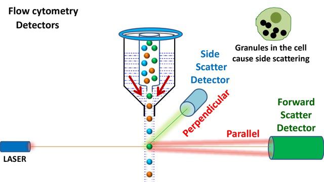 Flow Cytometry