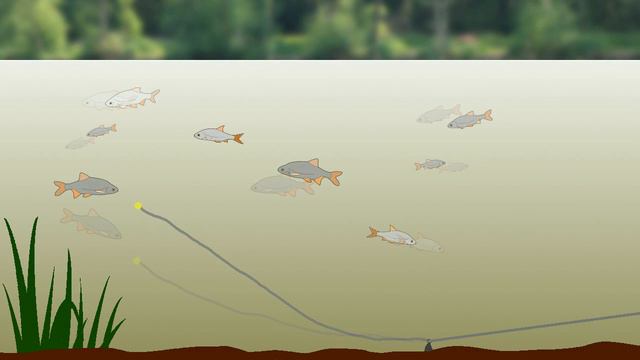 Running lead rig - Amateur Angling Fishing Glossary смотреть онлайн