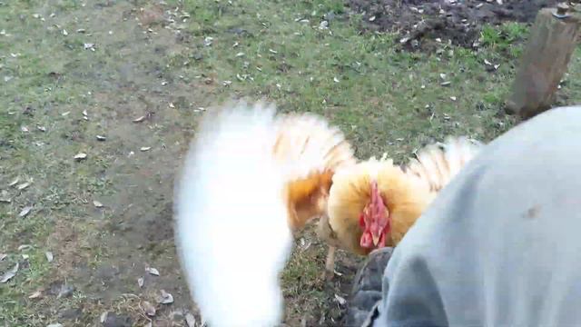 Бойцовый петух смотреть онлайн