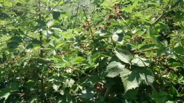 Ёжевика 2016 смотреть онлайн