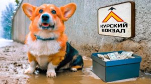 РАСКРУЧИВАЕМ ПОДПИСЧИКОВ НА БАБКИ!! (Корги Кекс) Говорящая собака