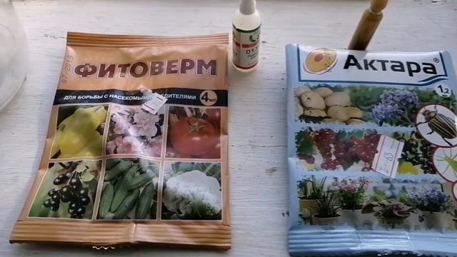 На розах долгоносик, тля. Обработка Актарой. Подстригли лужайки. смотреть онлайн