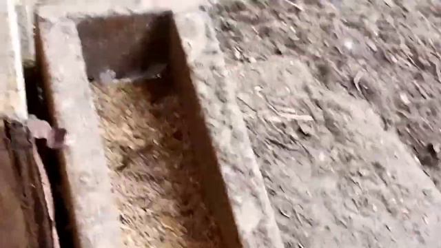 ласка...... забрала всех цыплят смотреть онлайн