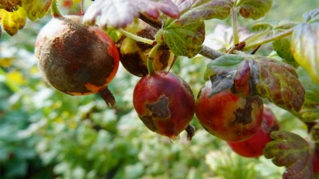 Мучнистая роса на крыжовнике и как с ней бороться смотреть онлайн