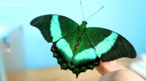 Родилось четыре новые бабочки одновременно! Бабочкарий. alex boyko