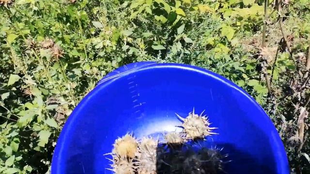 Секреты Профессионального Творца