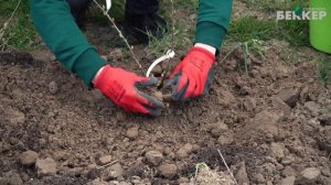 Как посадить крыжовник? Правила посадки крыжовника. Подготовка почвы, обрезка